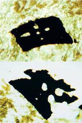 Скелетные кристаллы ильменита из Першинской дайки