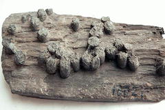 Фосфориты Верхнекамского (Вятского) месторождения
